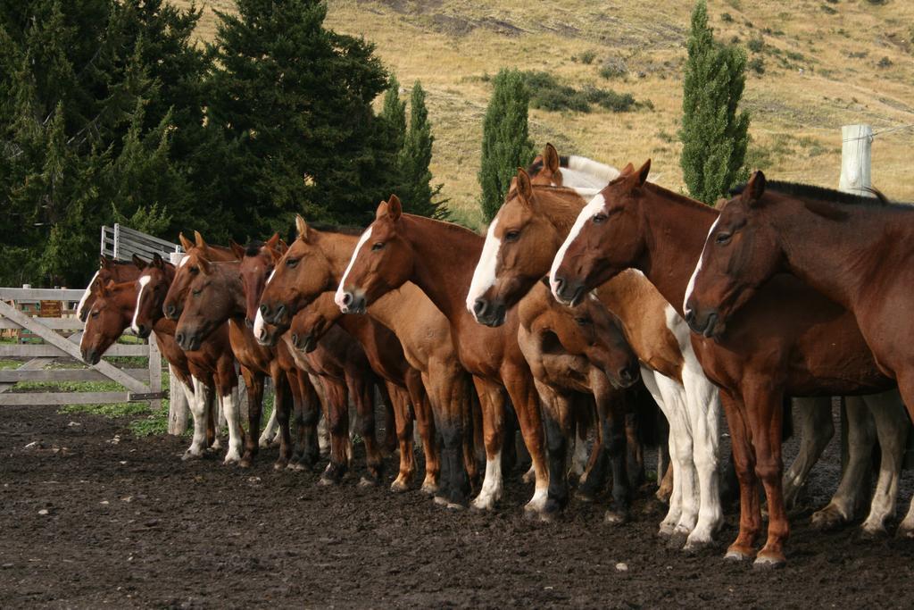 Estancia Nibepo Aike Colonia Francisco Perito Moreno ภายนอก รูปภาพ